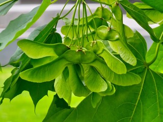 A bouquet of fruits of Acer platanoides, also known as Norway maple. The fruit is a double samara with two winged seeds