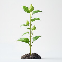 Single plant bud emerging from soil against white background high resolution photo