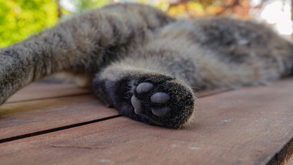 Focus on cats rear paw while it rests on a wood table outside 