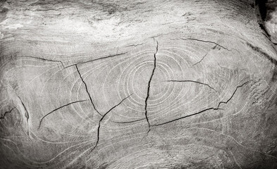 Black white and gray monotone close up of vintage end grain of wood slab. Tree rings art with texture and cracked surface.