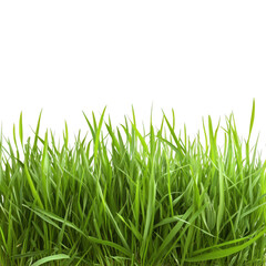 Fototapeta premium Lush green grass blades isolated on transparent background