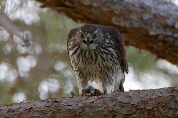 Coopers Hawk Eating a Baby Bird