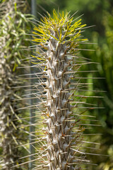 Close up of didierea madagascariensis plant.