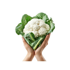 Fresh Cauliflower Held in Hands, Close-up