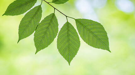 Fresh green leaves of a tree branch are beautifully highlighted against a bright blurry background.