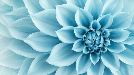 Obraz premium Close up of a beautiful light blue flower with many intricate petals showcasing its beauty softly.