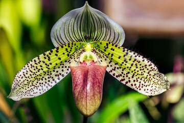 Unique flower orchid