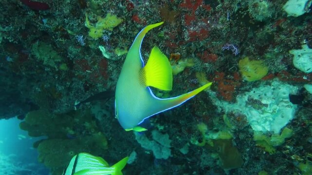 pez angel reyna (holacanthus ciliaris) oculto en el arrecife de coral.