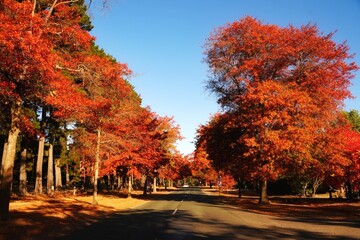 Naklejka premium Trees framing a road in autumn