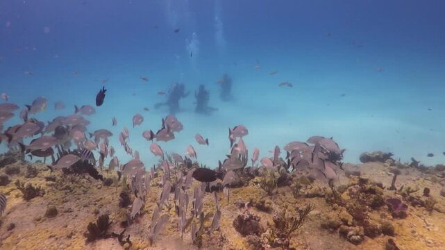 escuela de peces pargos nadando suavemente sobre el arrecife.