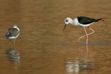 Himantopus leucocephalus, Pied Stilt, Pernalonga, Gagang-Bayam Timur, Pernilongo-australasiático, Cigueñuela Australiana