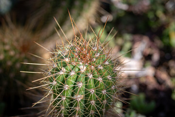 Cactus Detail: Spiky Ridges and Sunlit Texture