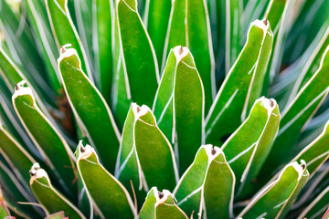 Cactus: Bold Shapes in a Dry Landscape