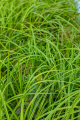 Close-up of dense green grass blades with a few yellow flowers among them.
