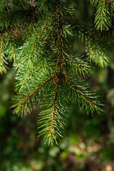 Obraz premium Close-up of spruce tree branch with green needles in natural daylight. 