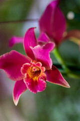Orchid Bloom Close-Up: Soft Petals and Intricate Detail