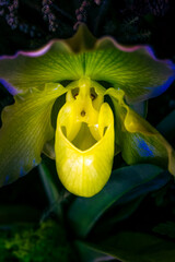 Vibrant Orchid Macro: Bold Color and Natural Light