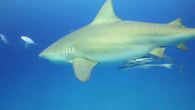 tibur&oacute;n toro (carcharinus leuca) nadando sigilosamente alrededor de buzos