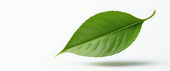 Fototapeta premium Single Fresh Green Leaf Isolated on White Background Perfect for Nature and Environmental Themes