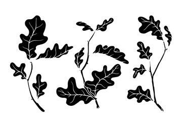 Set of silhouettes, stamps of autumn oak tree branches. Vector graphics.