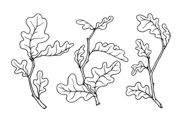 Oak tree branches sketch set. Vector graphics.