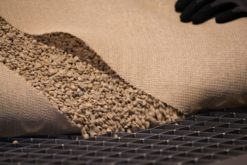 Raw coffee beans being poured from a burlap sack during the roasting process at a coffee factory....