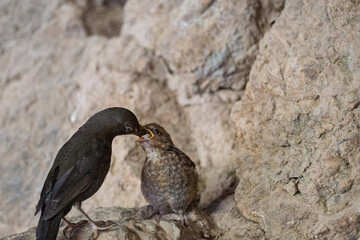 Pequeño pájaro alimentando a su cría en el nido