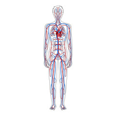 Fototapeta premium Vector illustration of human circulatory system, arteries and veins. Blood vessels diagram. Medical infographics for posters, education, science or biology studies.