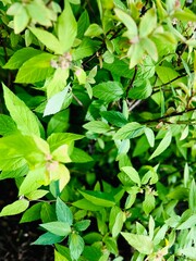 green leaves background