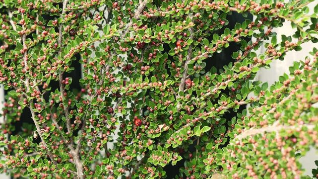 Vibrant cotoneaster branch displaying small red berries and lush green leaves nestled within garden landscape.