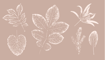 Pink tan and brown floral prints of botanical illustration. Decorative set of flowers and leaves pressed or stamped.