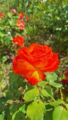 Obraz premium Colorful spring flowers in the garden