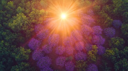 Lavender Blooms Radiate Beneath Sunset Streaks Casting Warm and Violet Tones From Aerial View
