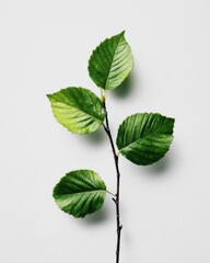Elm branch with green leaves on white background studio shot minimalist style botanical plant nature detail