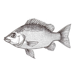 Professional Hand Drawn Crucian Sketch Symbol Isolated on White Background