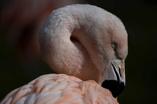 The Chilean Flamingo (Phoenicopterus chilensis).