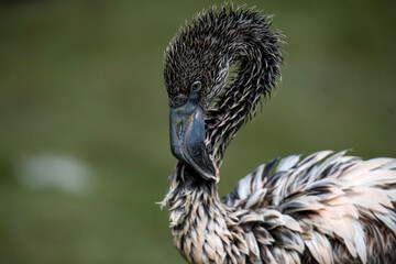 A juvenile Chilean Flamingo preening in the water (Phoenicopterus chilensis).