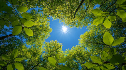 A vibrant view of sunlight through lush forest foliage.