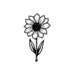 Elegant monochrome floral sketch of a sunflower against a clean white backdrop