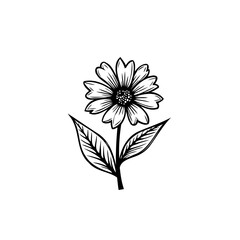 Single line floral illustration: delicate botanical sketch on white backdrop