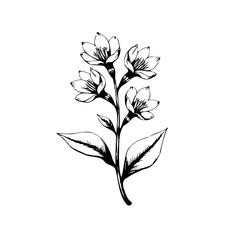 Elegant botanical illustration showcasing a delicate flower branch with leaves