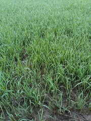 Traditional Asian Farming