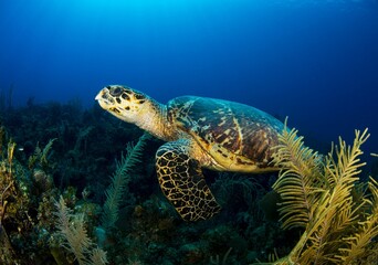 Fototapeta premium Hawksbill turtle resting on a reef