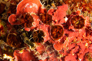 Solitary corals growing on calcareous algae