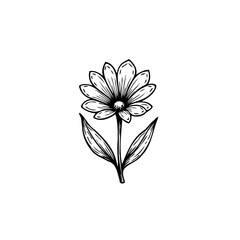 Delicate botanical rendering: Single daisy illustration with graceful line work