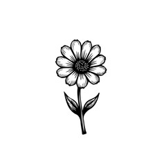 Elegant botanical illustration: single daisy flower in detailed monochrome rendering