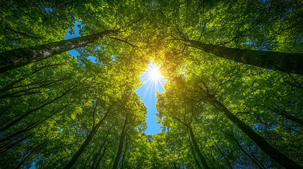 Lush forest canopy sunlight view from below.