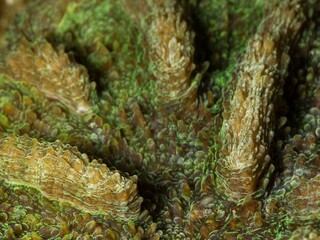 Details of a soft coral that looks like the skin of a dragon