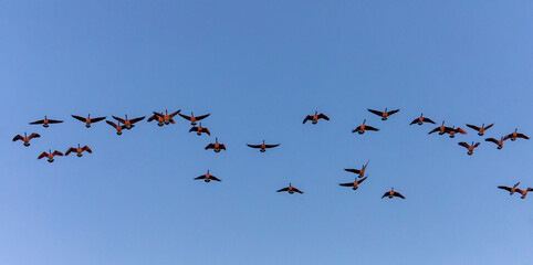 Flock of Canada goose ( Branta canadensis) in flight