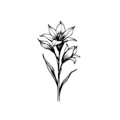 Elegant floral arrangement: A minimalist botanical illustration of lilies